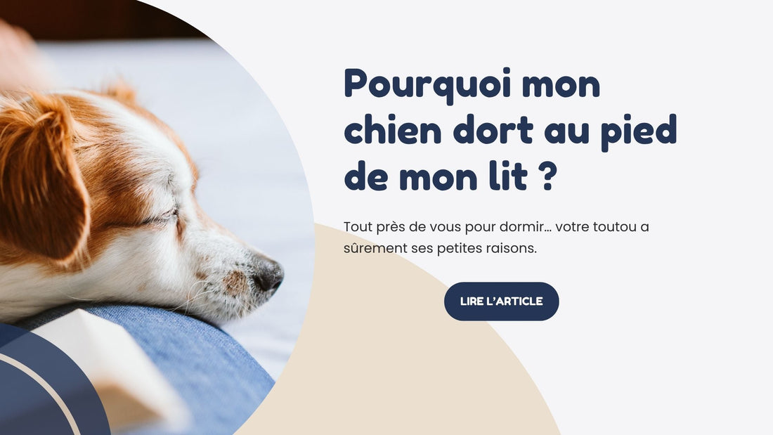 pourquoi mon chien dort au pied de mon lit