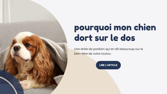 pourquoi mon chien dort sur le dos pattes en air sommeil