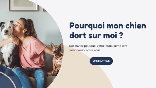 pourquoi mon-chien dort sur moi sommeil calins confiance