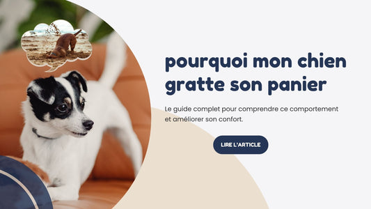 Pourquoi mon chien gratte son panier