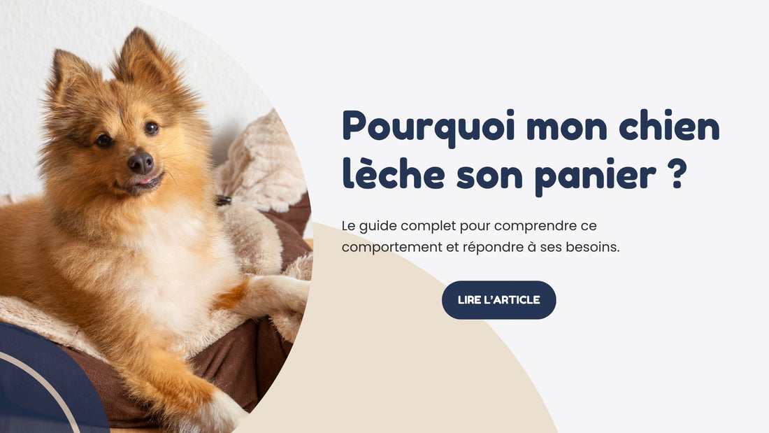 Pourquoi mon chien lèche son panier