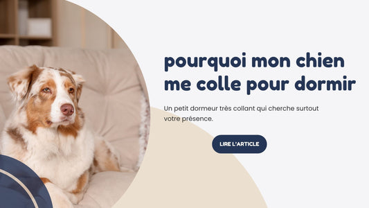 pourquoi mon chien me colle pour dormir