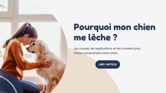Pourquoi mon chien me lèche