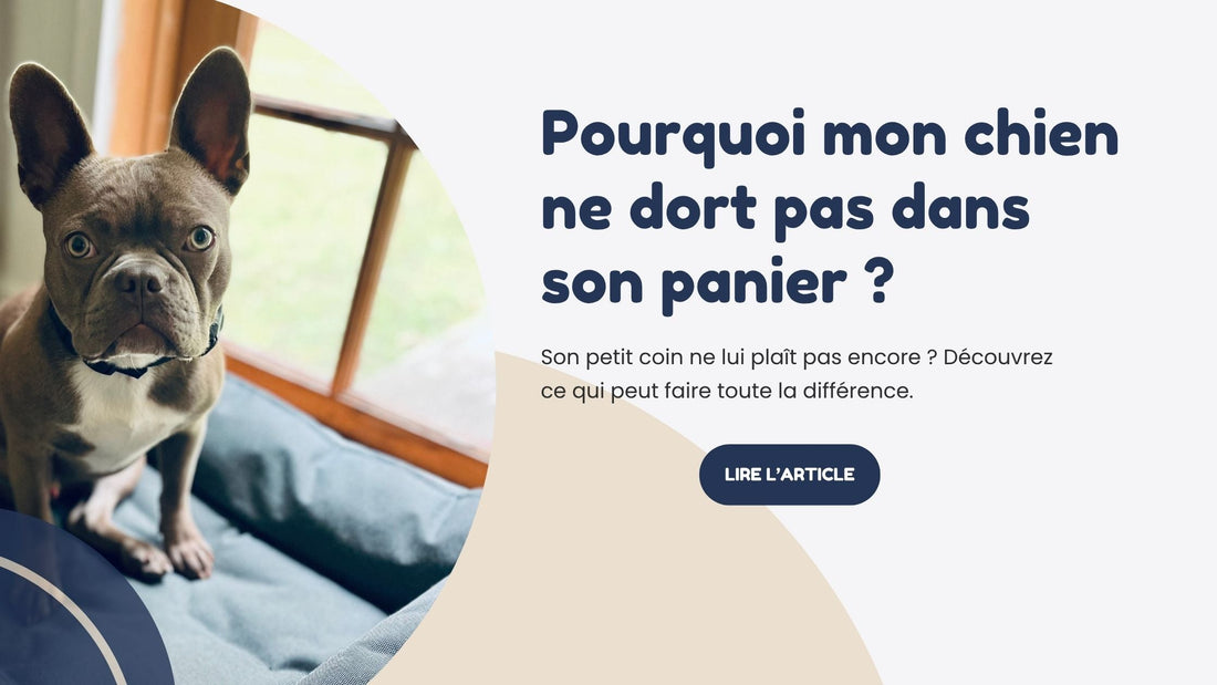 Pourquoi mon chien ne dort pas dans son panier