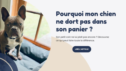 Pourquoi mon chien ne dort pas dans son panier