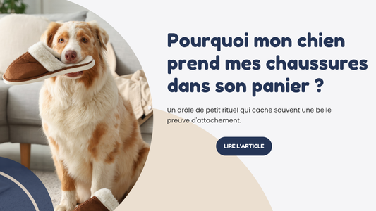 pourquoi mon chien prend mes chaussures dans son panier