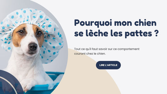 Pourquoi mon chien se lèche les pattes