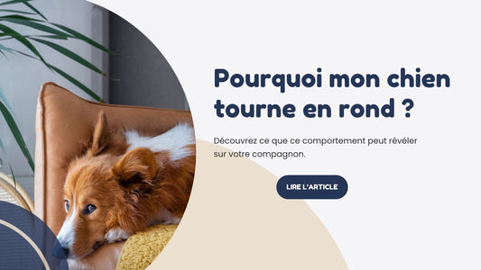 pourquoi mon chien tourne en rond 