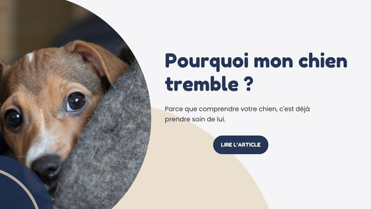 Pourquoi mon chien tremble