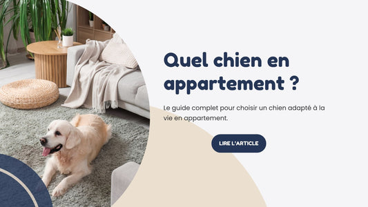 Quel chien en appartement