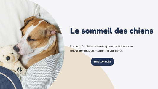 sommeil des chiens repos panier confortable