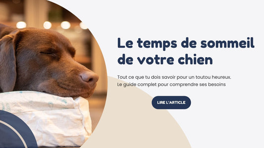 Temps de sommeil chien 