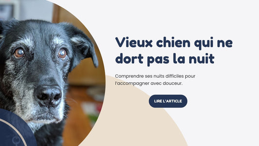 vieux chien qui ne dort pas la nuit repos panier