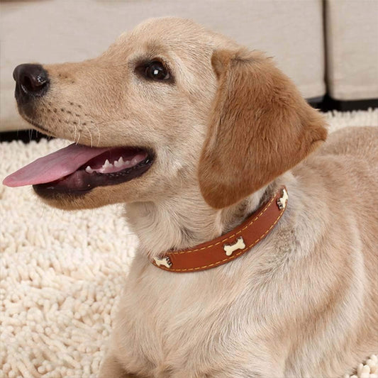 Collier chien - Cuir