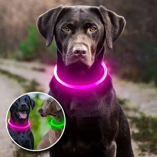 Collier Lumineux Chien - Étanche