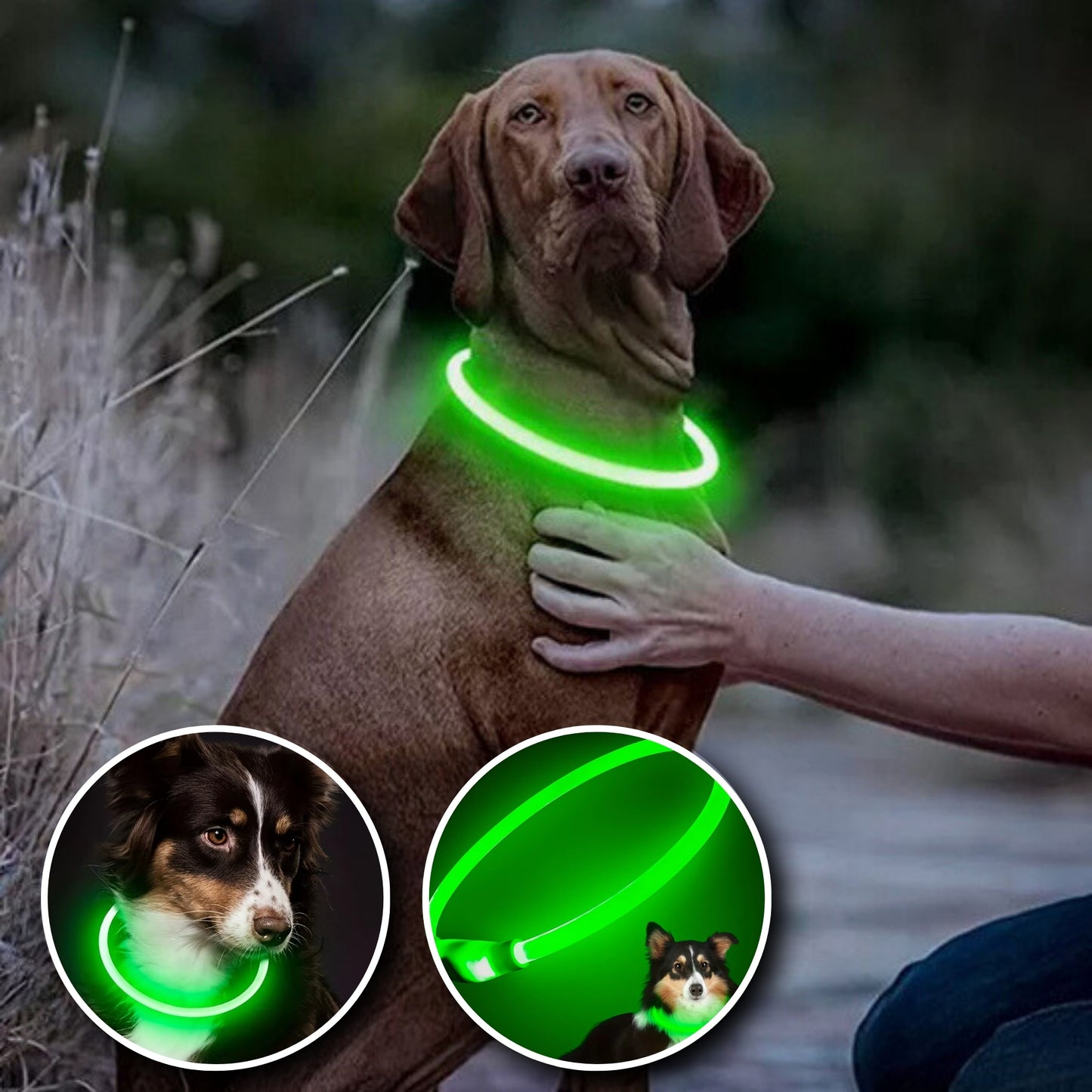 Collier Lumineux Chien - Étanche