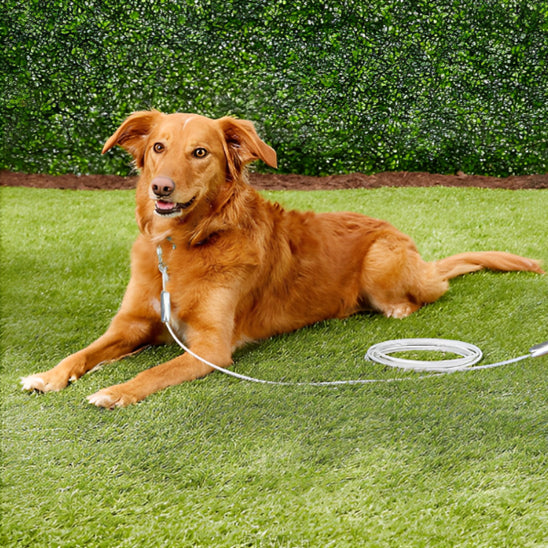 Laisse pour Chien - Anti Morsure