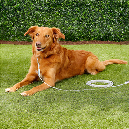 Laisse pour Chien - Anti Morsure