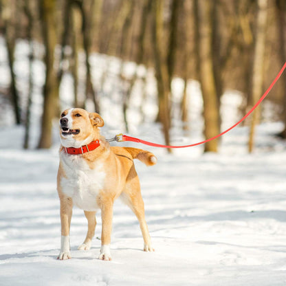 Laisse pour chien - Étanche