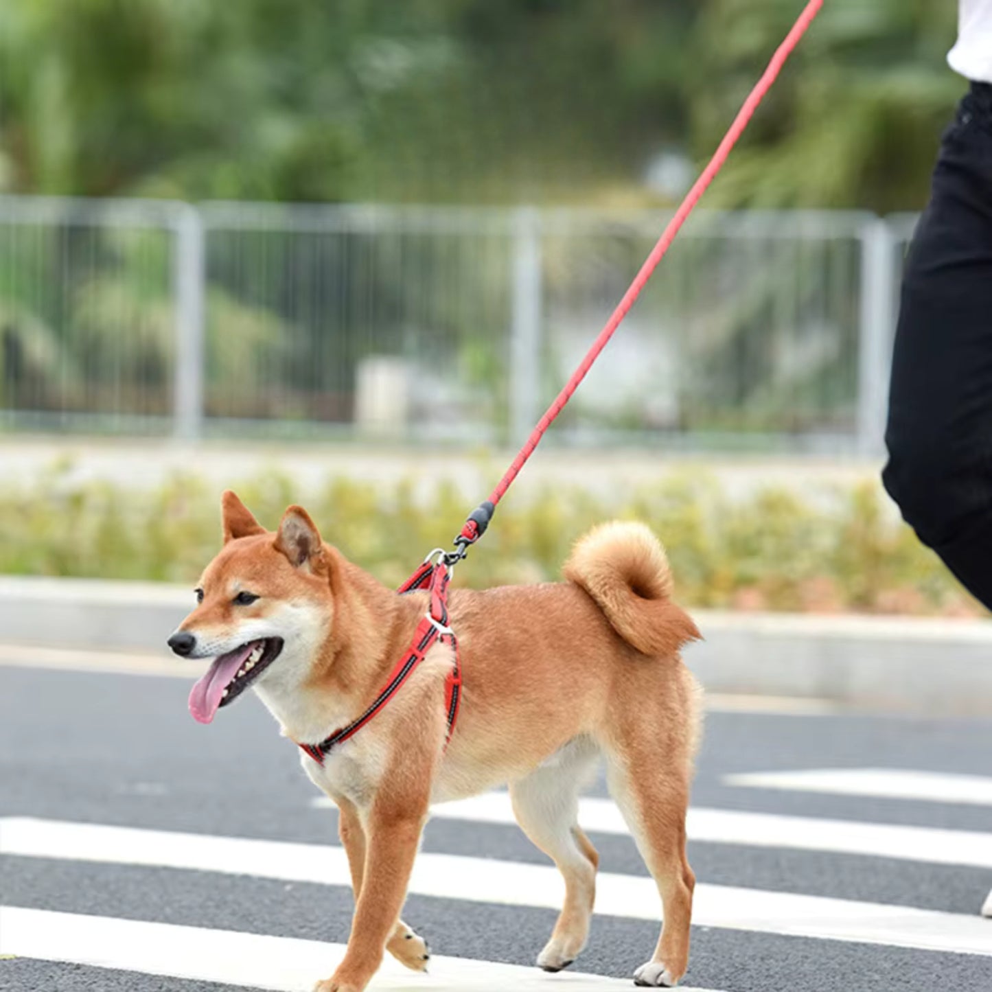 Laisse pour chien - Renforcée™