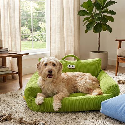 canape chien vert en velours cotele avec grand chien confortablement installe