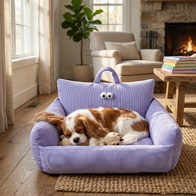 canape chien violet en velours cotele avec chien endormi confortablement