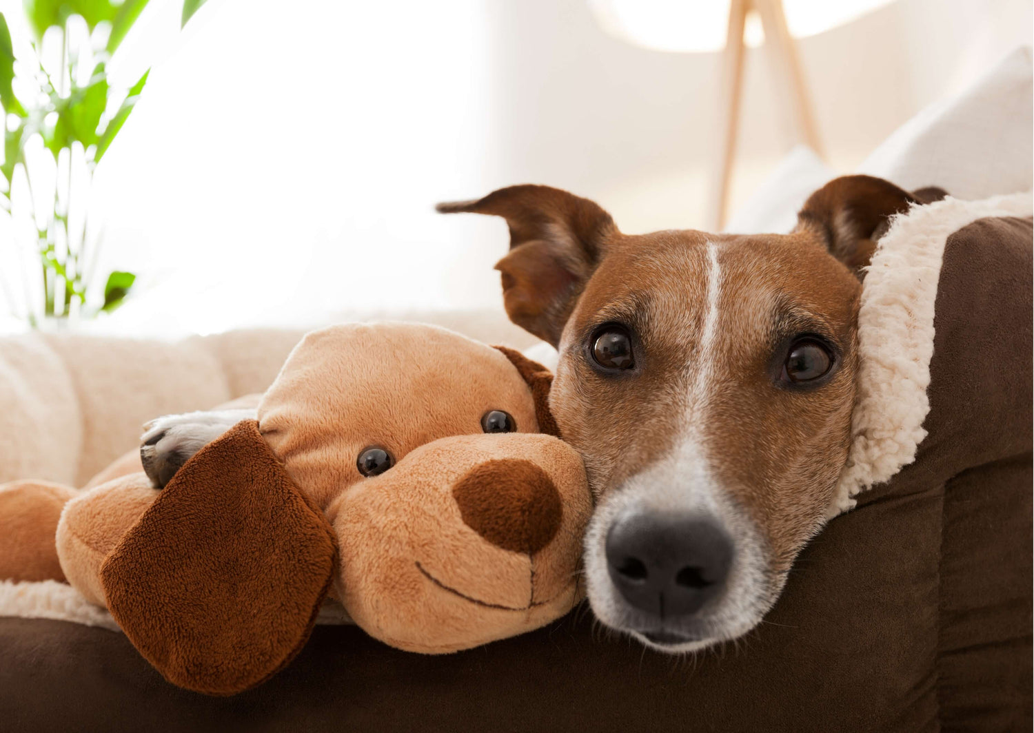 chien allonge avec doudou pour chien dans son panier