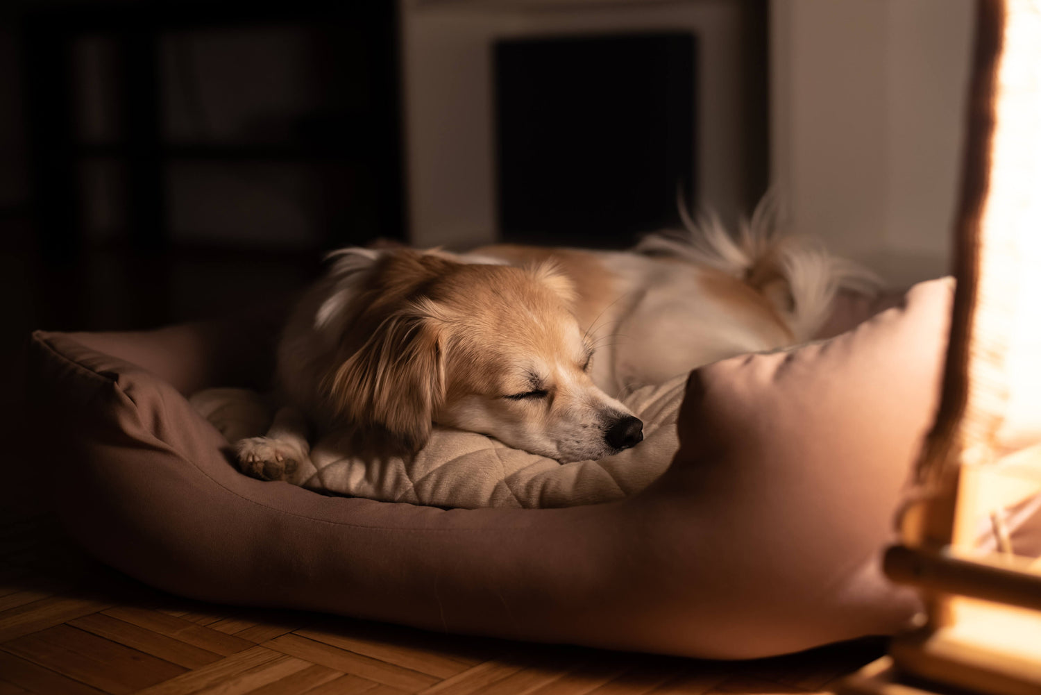 chien dormant paisiblement dans un panier pour chien moelleux