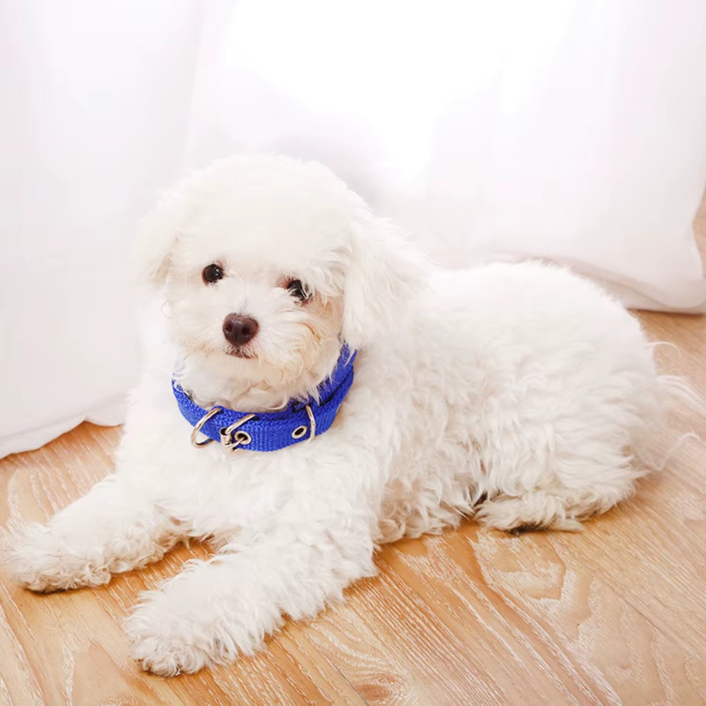 Collier Chien - Ajustable