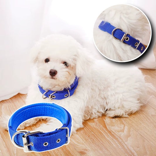 Collier Chien - Ajustable