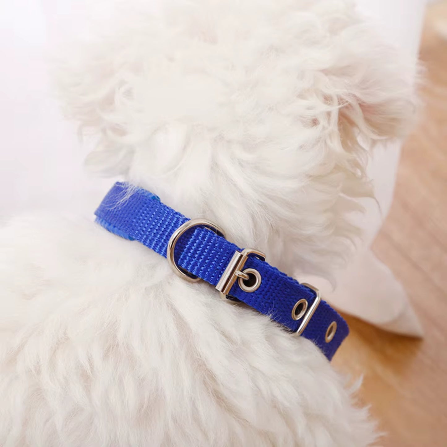 Collier Chien - Ajustable