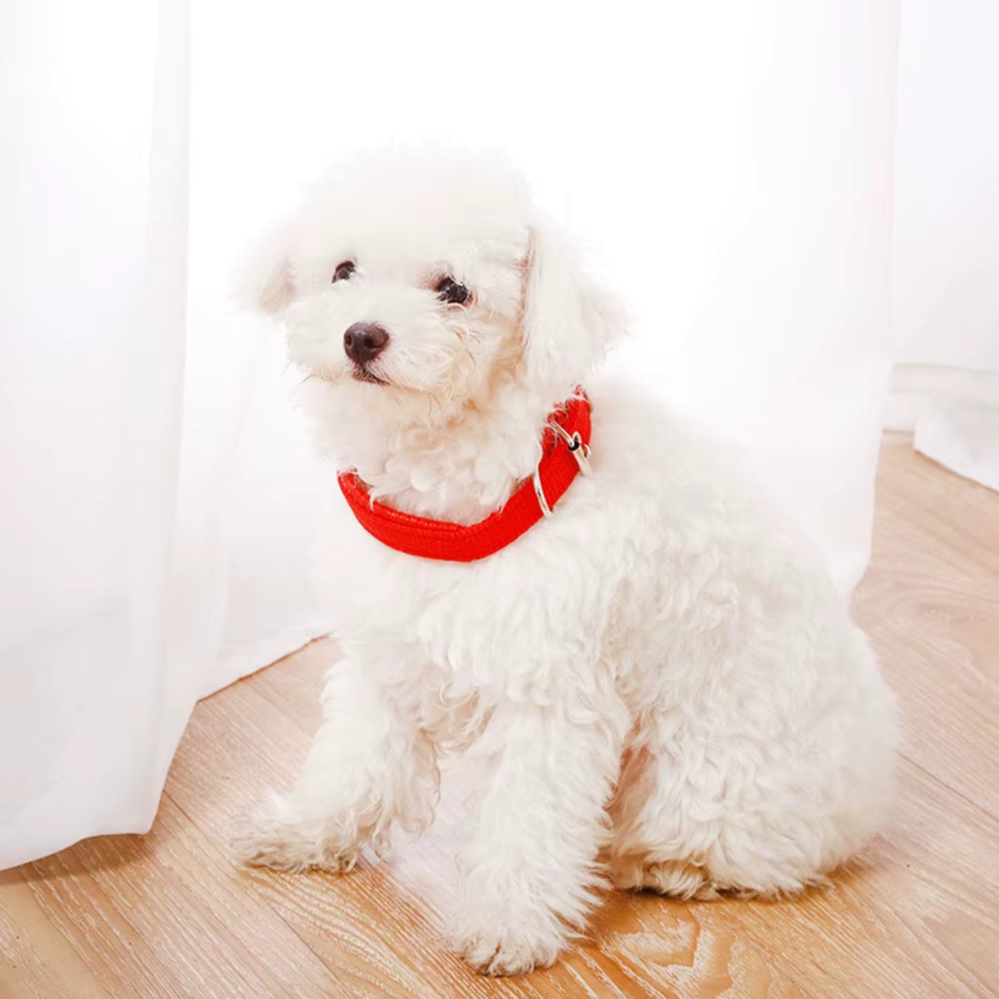 Collier Chien - Ajustable