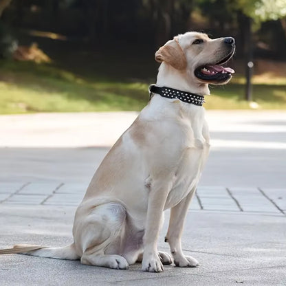 Collier Chien - Anti Morsure