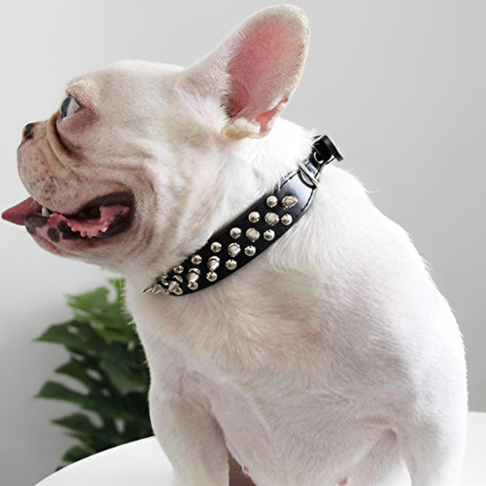 Collier Chien - Anti Morsure