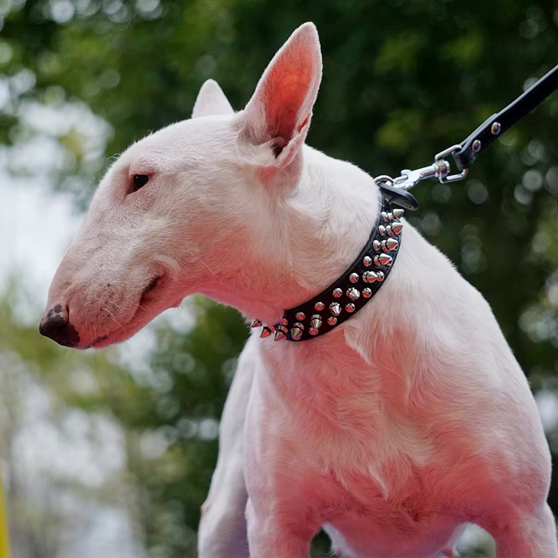 Collier Chien - Anti Morsure