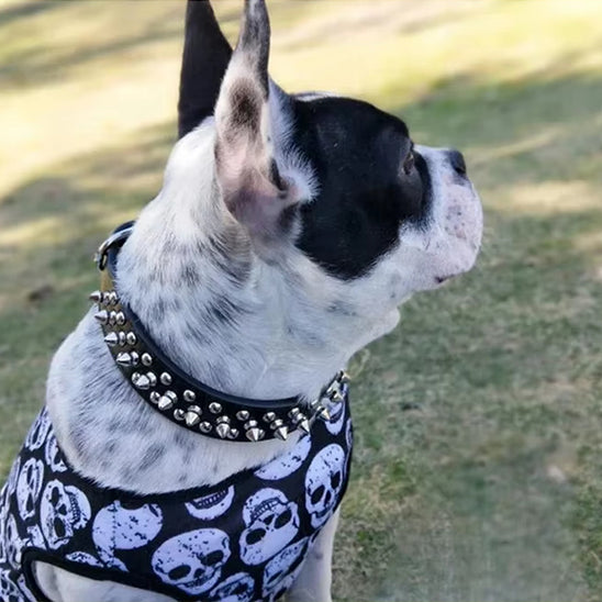 Collier Chien - Anti Morsure