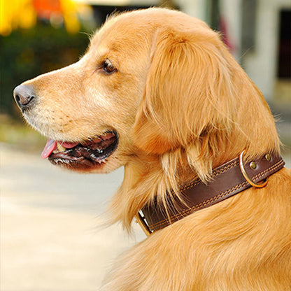 Collier chien cuir - Ajustable