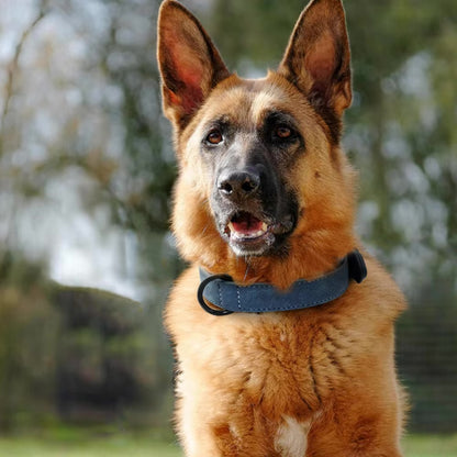 Collier Chien - Cuir Doux
