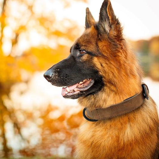 Collier Chien - Cuir Doux