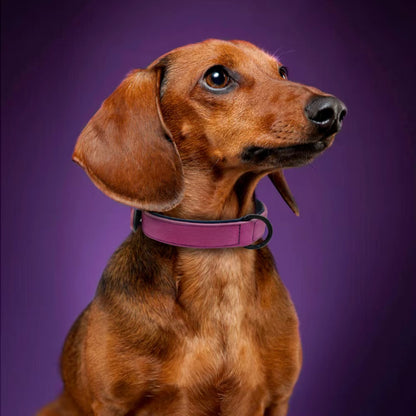 Collier Chien - Cuir Doux