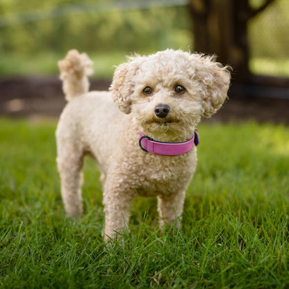 Collier Chien - Cuir Doux