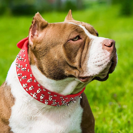 Collier Chien - Grande Protection