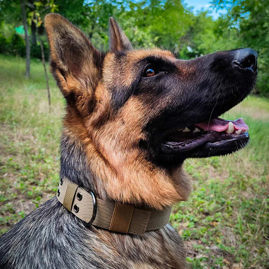 Collier Chien - Rembourré
