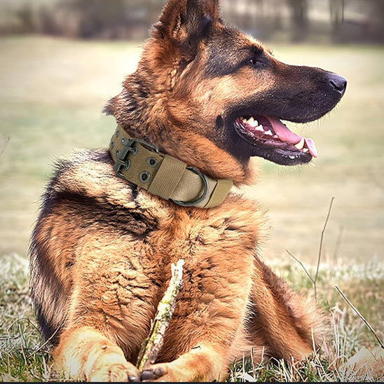 Collier Chien - Rembourré