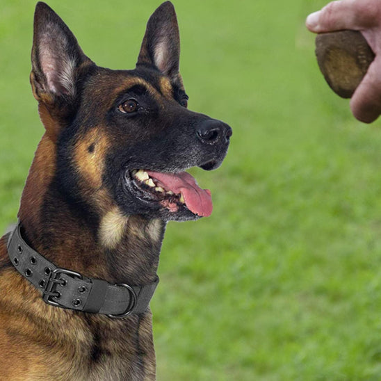 Collier Chien - Rembourré