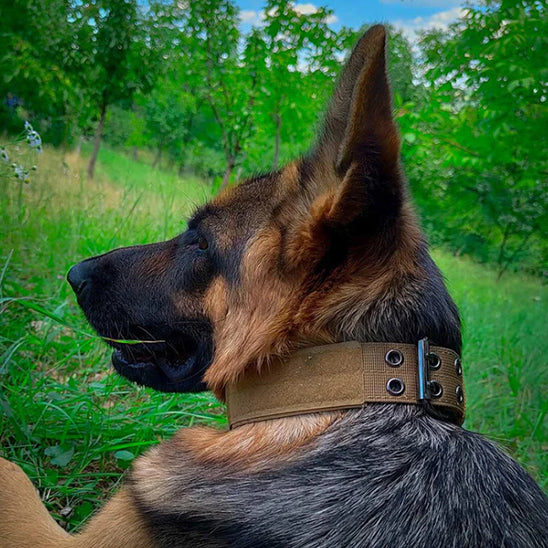 Collier Chien - Rembourré