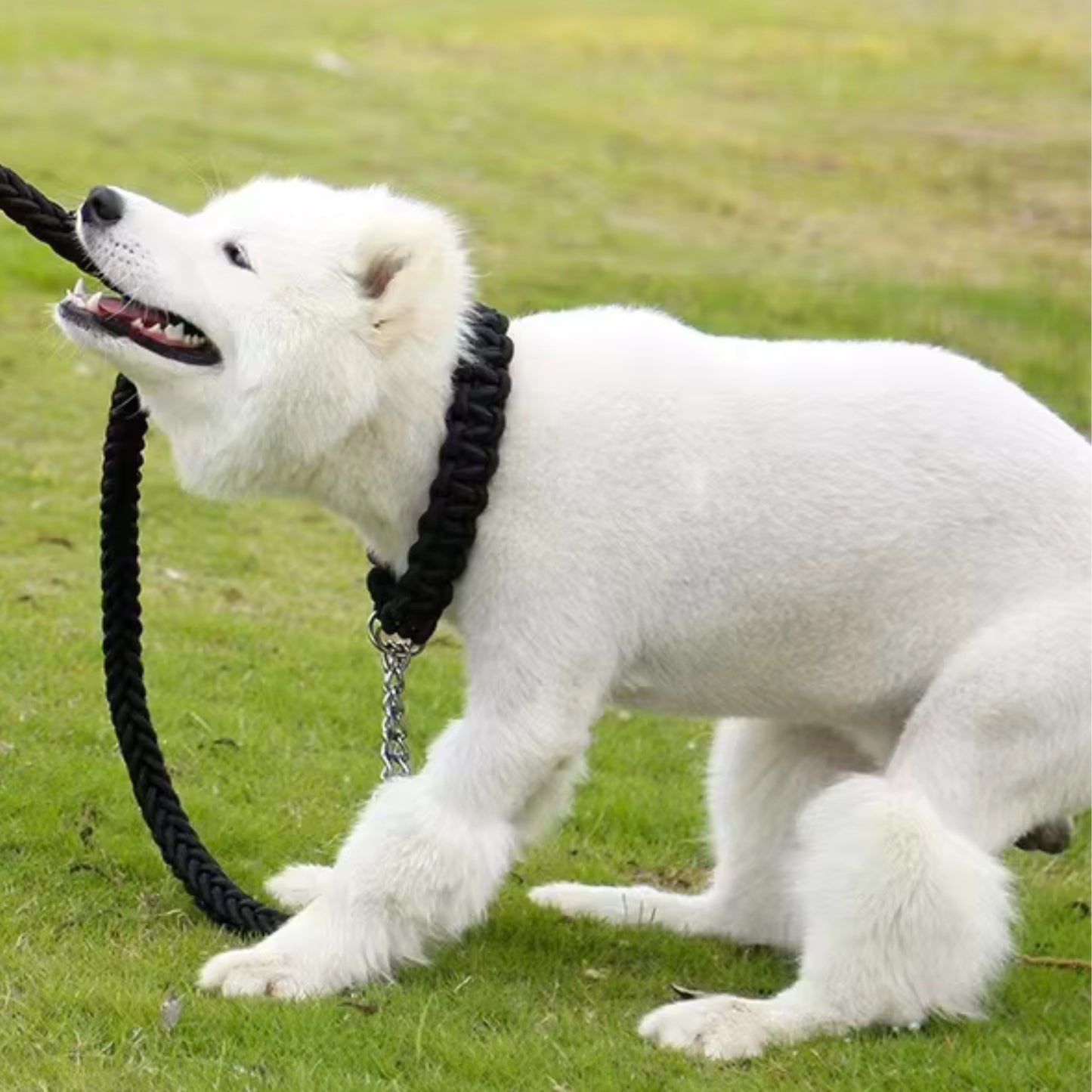 Collier Chien - Tressé