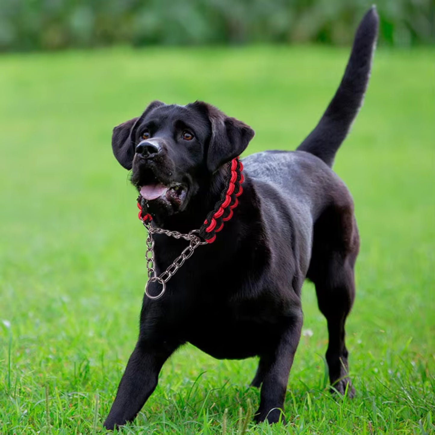 Collier Chien - Tressé