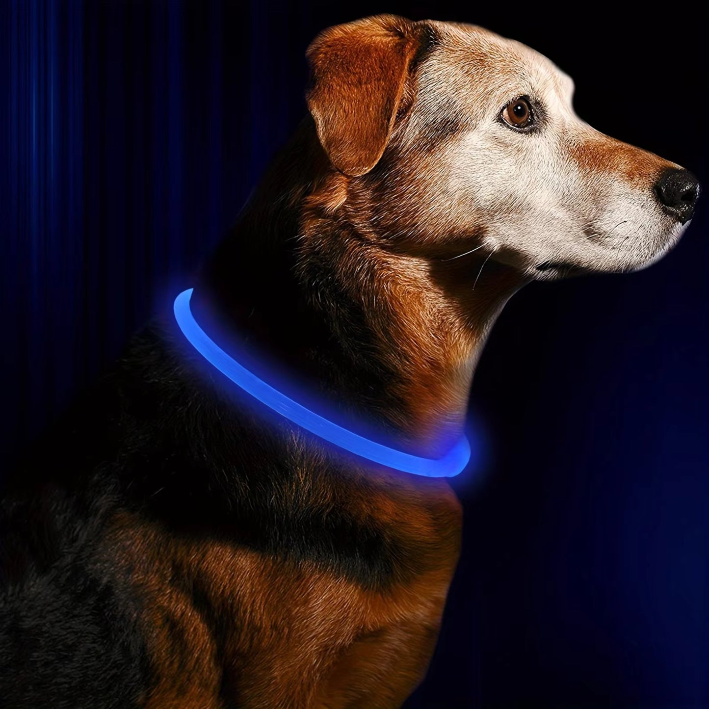 Collier Lumineux Chien - Étanche