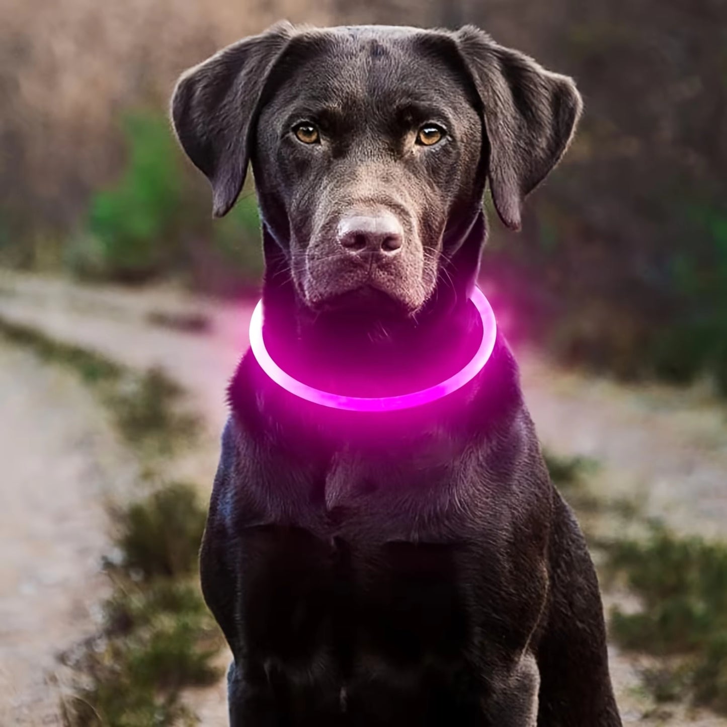 Collier Lumineux Chien - Étanche